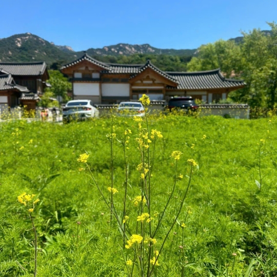 Đoàn các cô chú đến từ Hà Lan và Úc.